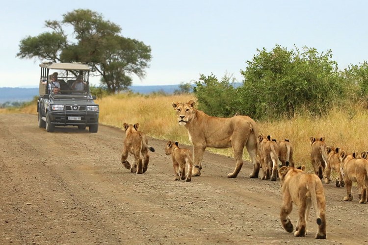 Wildlife-in-Kenya-Parks